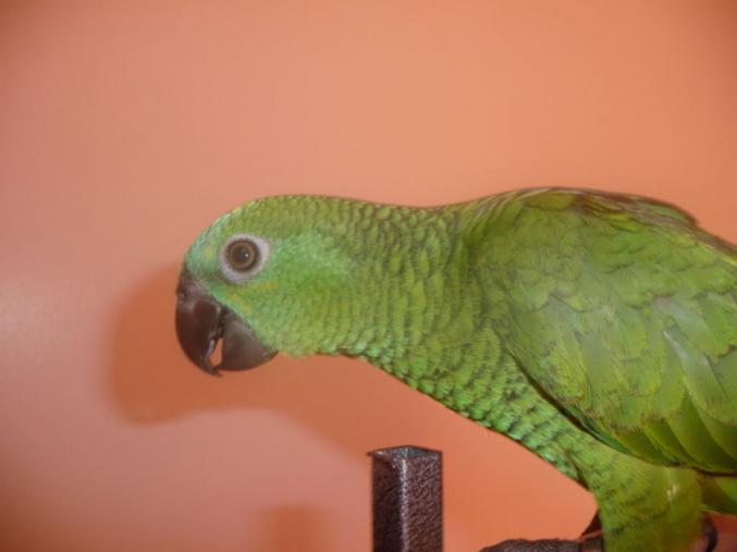 Bébé perroquet amazone à front bleu