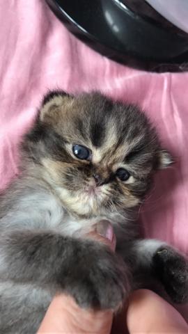 Chaton femelle type persan