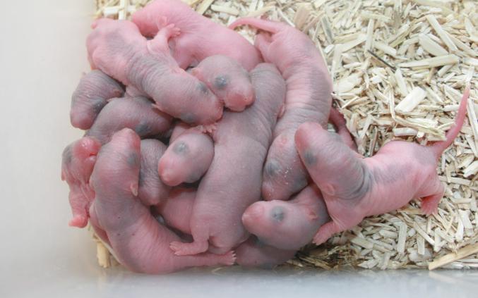 Lot 10 rats bébé , 10 ratons