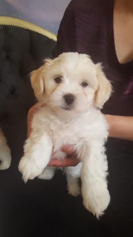 Magnifiques chiots Lhasa Apso disponible immédiatement