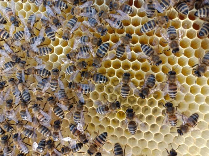 Essaims d'abeilles (Dadant), reine 2023 marquée