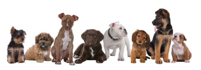 Dressez Votre Chien en 15 Minutes par jour !