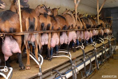 Recherche un emploi élevage de chèvres