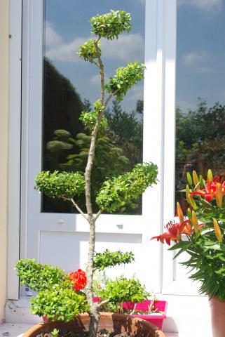 Jeune paysagiste propose travaux cesu