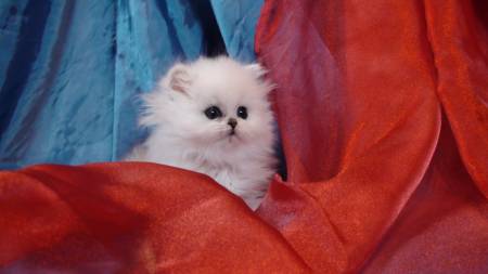 Titre : Acessoires plus cage persan chinchilla