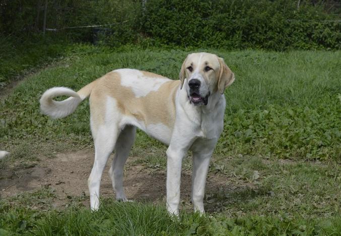2 Chiots GADO TRANSMONTANO avec pédigré