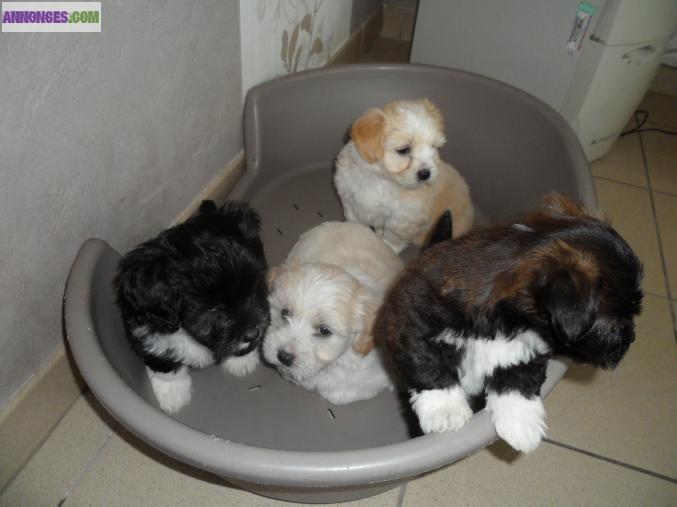 Chiot bichon