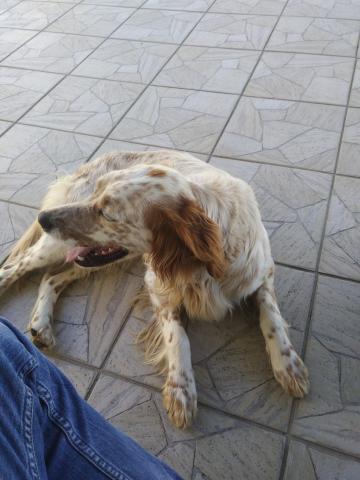 Donne setter anglais 