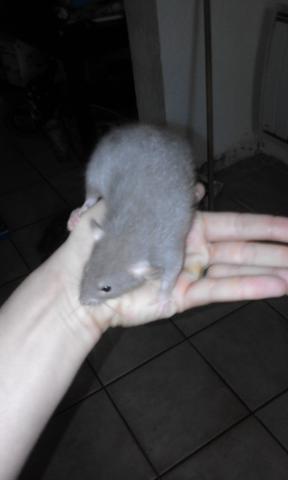 Donne bébé rat male gris
