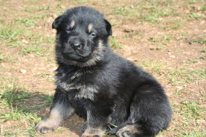 Chiots Berger Allemand à réserver