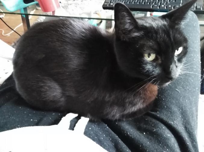 Donne Chat noir orangé