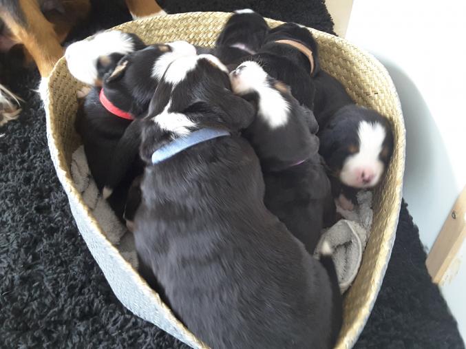 Superbes chiots Bouvier Bernois à vendre