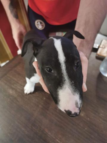 Chiots bull terrier