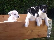 CHIOT FOX TERRIER POIL LISSE