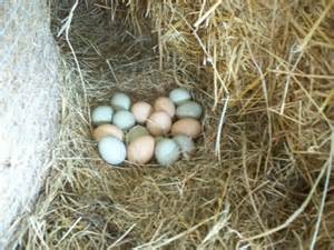 Couveuse et oeuf fecondé