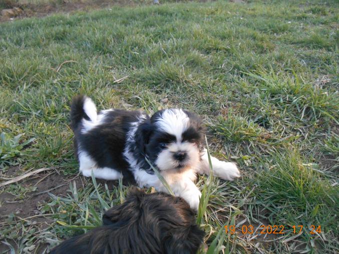 Chiots SHIH TZU à réserver
