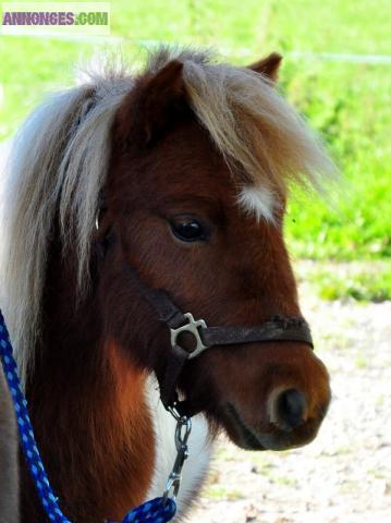 PRILLY - Atelier "Approche du Cheval" enfants jusqu'à 10 ans