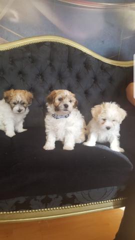 Magnifiques chiots Lhasa Apso disponible immédiatement