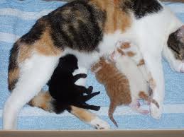 Chatons Europeen Non LOOF