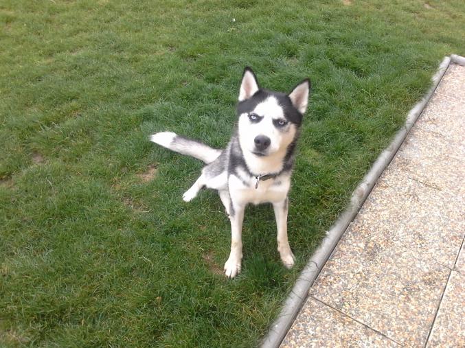 Husky sibérien aux yeux bleus 