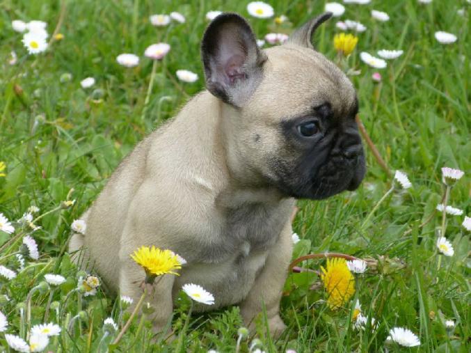 Magnifiques chiots bouledogues francais