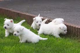 Adorables petits chiots WESTIE inscrit LOF