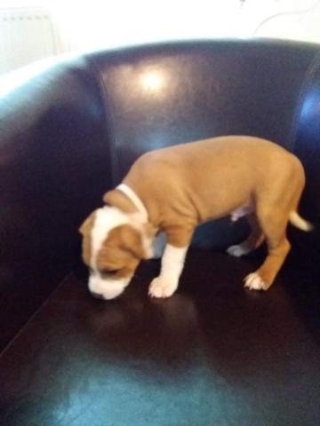 A vendre Mâle Staffie