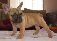 Impecable chiots bouledogue francais disponible. 