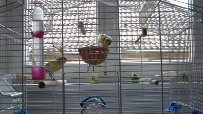 Canari frisé + cage