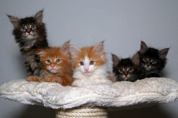 Chatons Maine Coon  Loof  males et Femelles