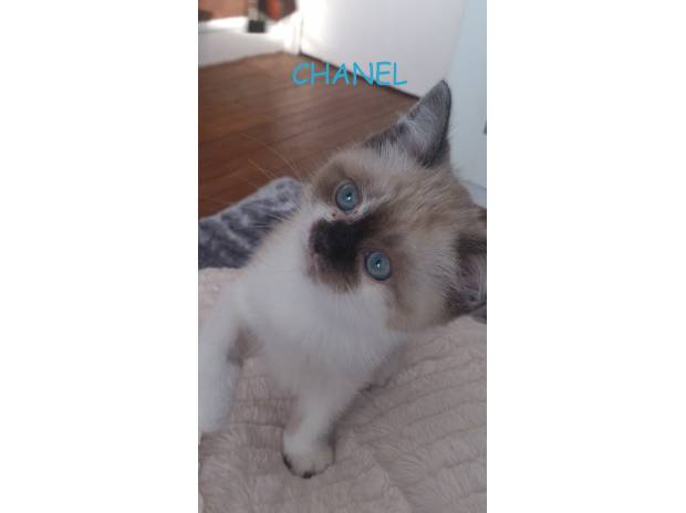 Vend chatons siamois croisés persan