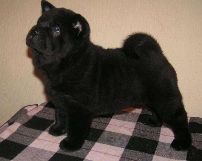 Superbes chiots chow chow lof poil long