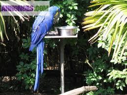 Femelle ara hyacinthe