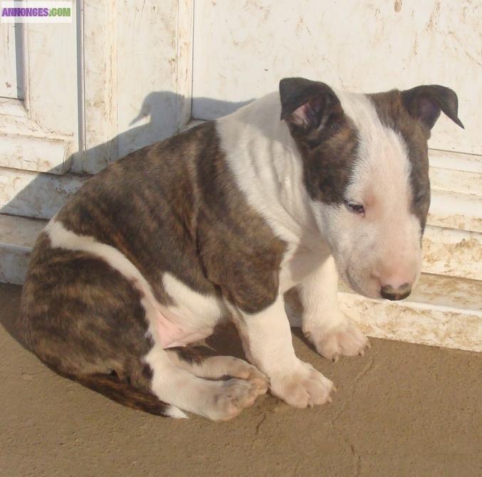 Chiot bull terrier