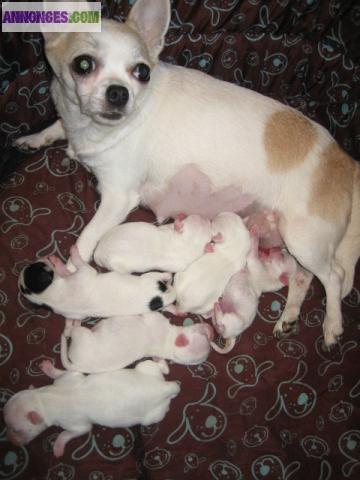 Magnifique  type chihuahua non lof