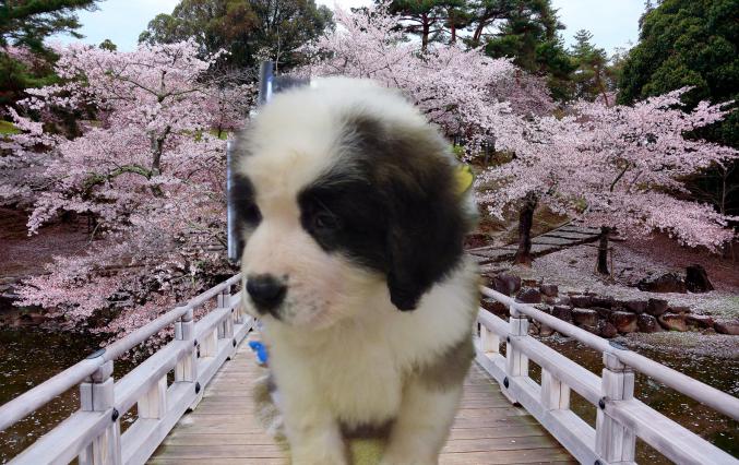 Chiot saint bernard lof