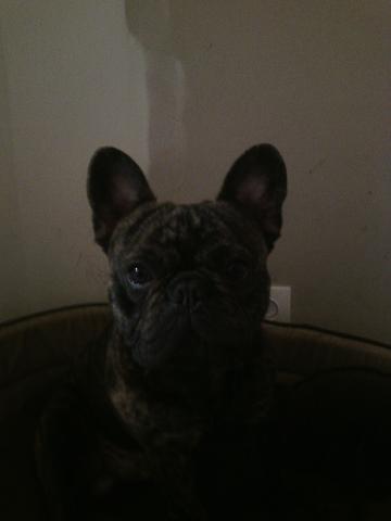 SAILLLIE BOULEDOGUE FRANCAIS