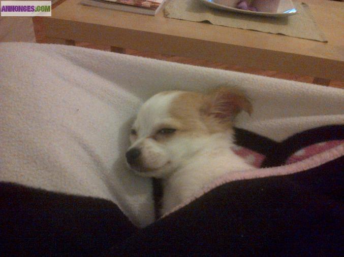 Chiot type chihuahua