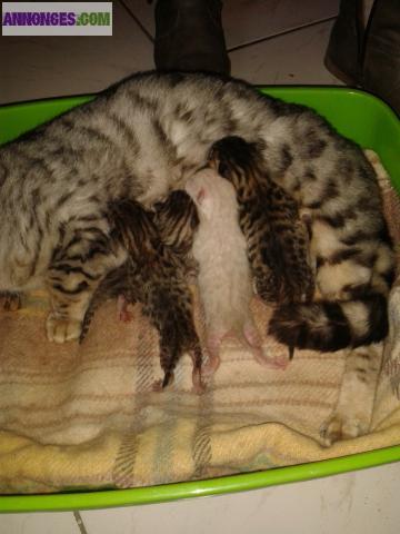 Chatons bengal loof