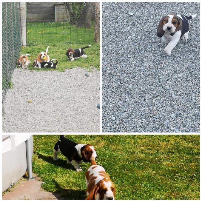 Chiots basset hound disponible