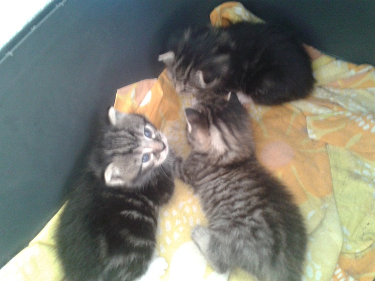 Bébés  chats à adopter