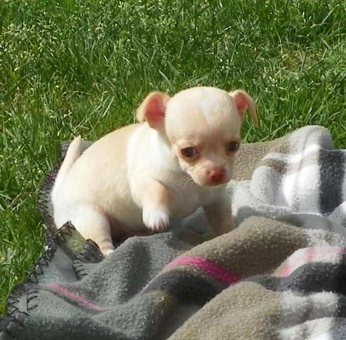 Chihuahua petit gabarit