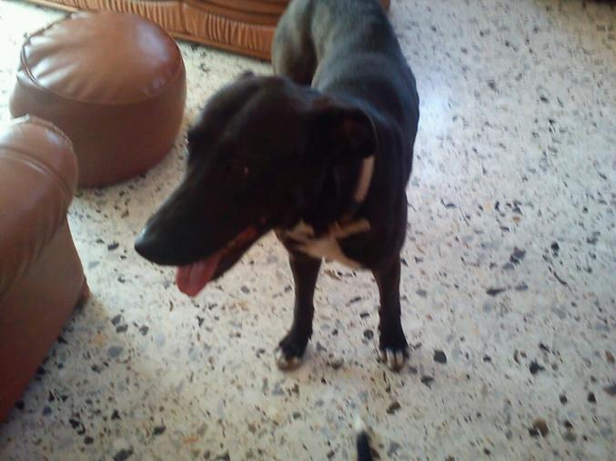 A donner chiens de garde