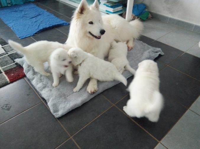 Chiots samoyède non lof