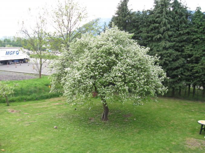 Appartement avec terrain