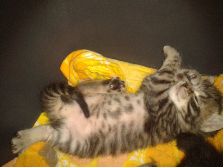 Bébés  chats à adopter