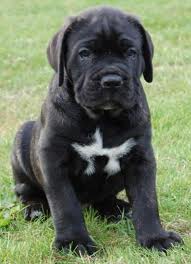 Chiots  de type cane corso de parents LOF 