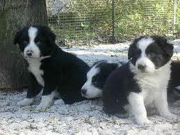 Magnifiques chiots type border collie