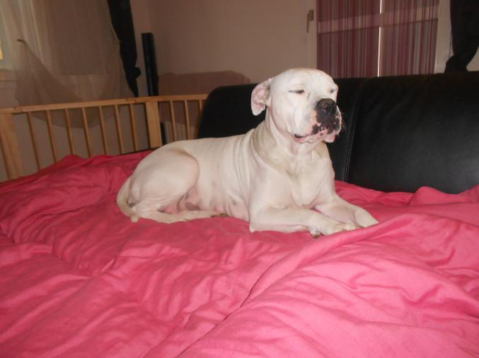 A rserver 8 chiot bouledogue americain 