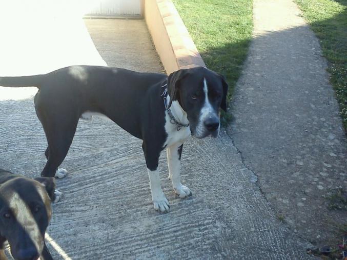 A donner chiens de garde